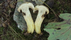 Retiboletus griseus