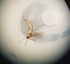 Diptera