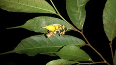 Callibia diana