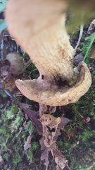 Retiboletus griseus
