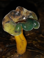 Hypomyces leotiicola