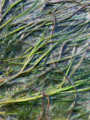 Zostera japonica