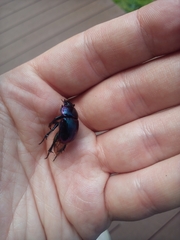 Phelotrupes auratus
