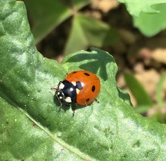 Coccinella septempunctata