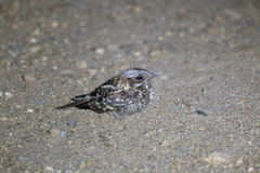 Donaldson-Smith's Nightjar photo 2