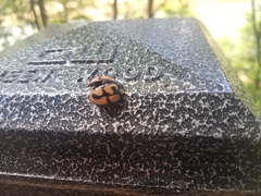 Aiolocaria hexaspilota