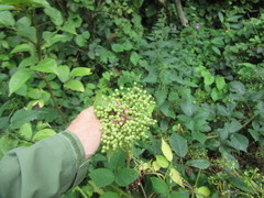 Sambucus nigra