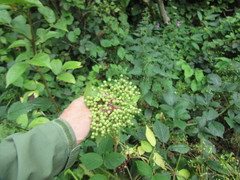 Sambucus nigra