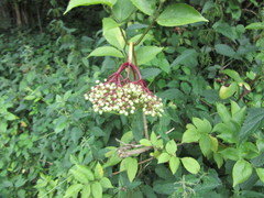 Sambucus nigra