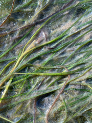 Zostera japonica