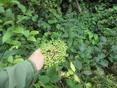 Sambucus nigra
