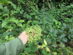 Sambucus nigra