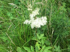 Filipendula ulmaria