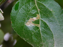 Stigmella malella