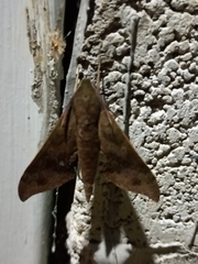 Xylophanes germen