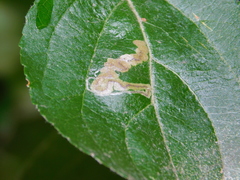 Stigmella malella