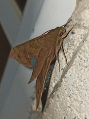 Xylophanes germen