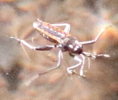 Plesiovelia