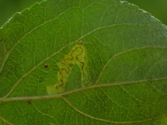 Stigmella malella