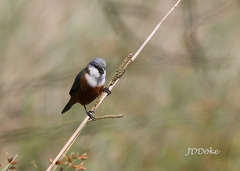 Sporophila palustris