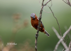Sporophila cinnamomea