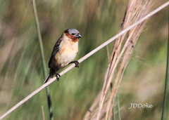 Sporophila cinnamomea