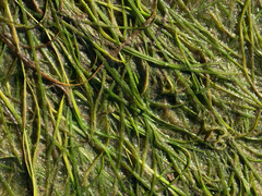 Zostera japonica