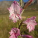 Gladiolus hirsutus - Photo (c) Gregory Nicolson,  זכויות יוצרים חלקיות (CC BY-NC), הועלה על ידי Gregory Nicolson