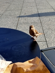 Passer domesticus