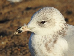 Larus delawarensis