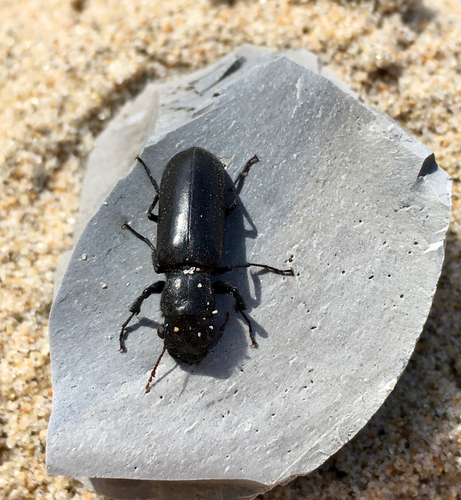 Stout's Hardwood Borer photo 4