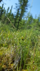 Carex oligosperma
