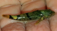 Cottus carolinae