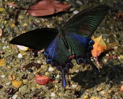 Papilio bianor thrasymedes