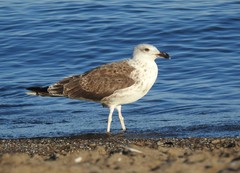 Larus fuscus