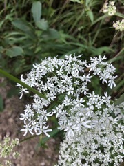Heracleum austriacum