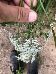 Heracleum austriacum