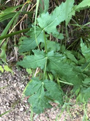 Heracleum austriacum