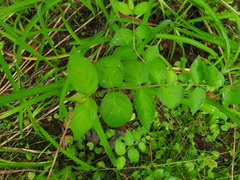 Lonicera