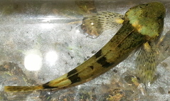 Cottus carolinae