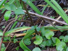 Lonicera