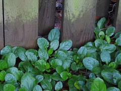 Ajuga reptans