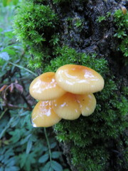 Flammulina mexicana