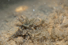 Thecacera