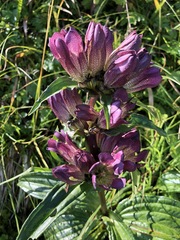 Gentiana pannonica