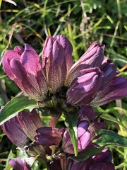 Gentiana pannonica