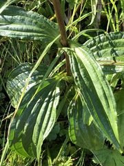 Gentiana pannonica