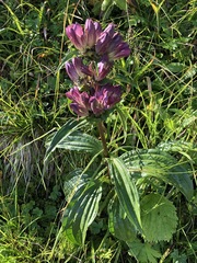 Gentiana pannonica