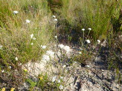 Lachnaea globulifera globulifera