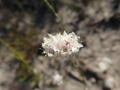 Lachnaea globulifera globulifera
